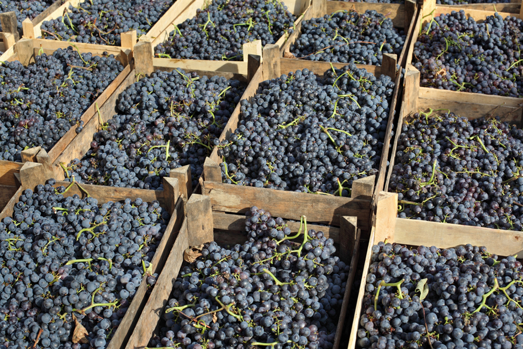 Quanto maior a altitude em que a uva merlot é cultivada, mais ácido e floral tende a ser o vinho