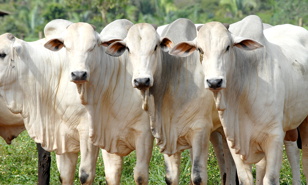 Intensificar a recria do gado traz ganhos à pecuária e lucratividade ao produtor