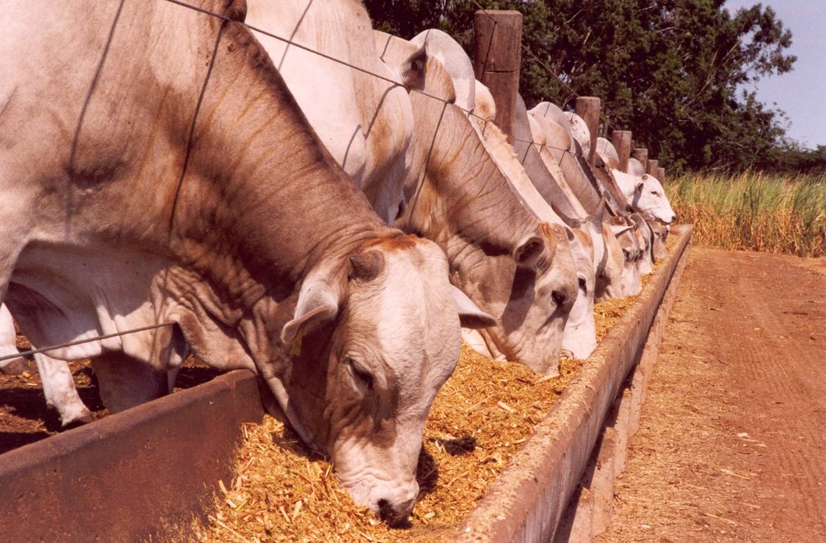 A recria do gado tem por objetivo a engorda, o ganho de gordura subcutânea e a otimização da carcaça para a fase de acabamento do gado de corte.