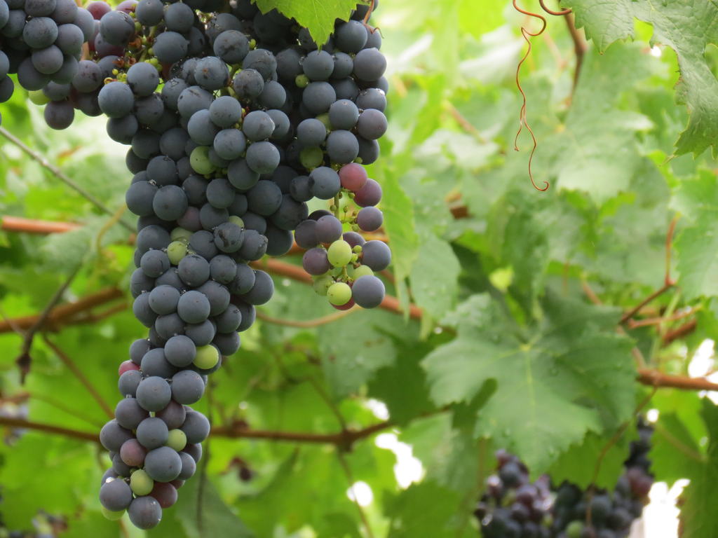 Apesar das vinícolas serem os destaques da região, o Vale dos Vinhedos conta com diversas atrações alternativas