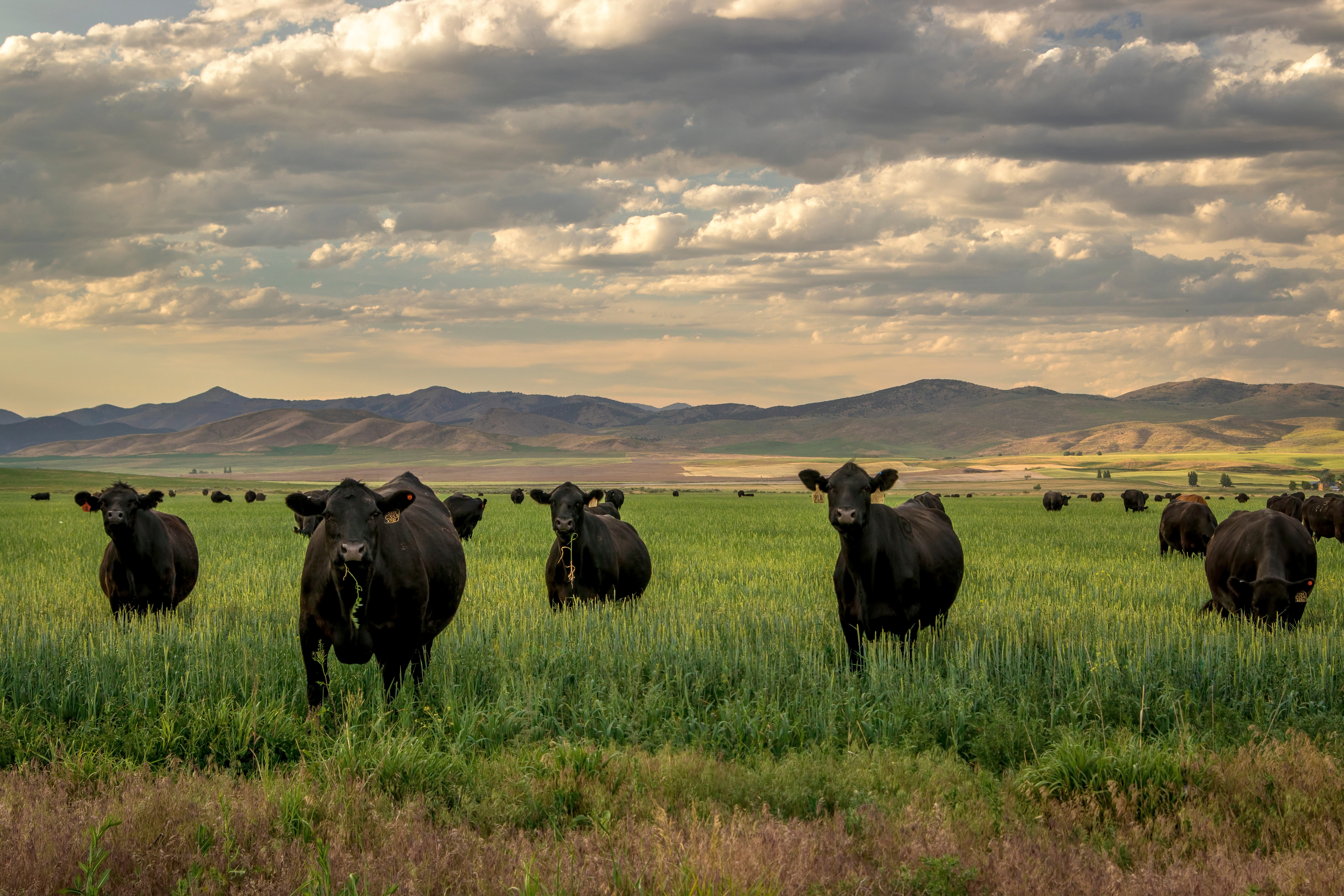 Agrossilvopastoril: a evolução do confinamento de gado
