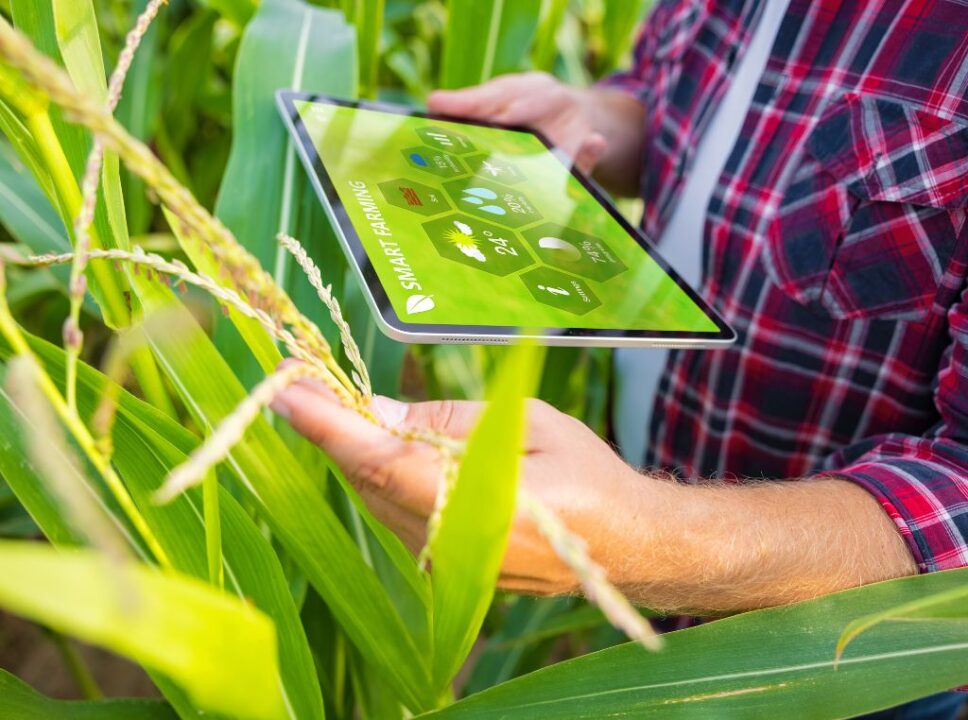 Benefícios da transformação digital na agricultura brasileira: especialistas em tecnologia acreditam que o 5G, devido à velocidade de conexão de um giga por segundo, facilitará o monitoramento das fazendas de grande porte de diversas formas.