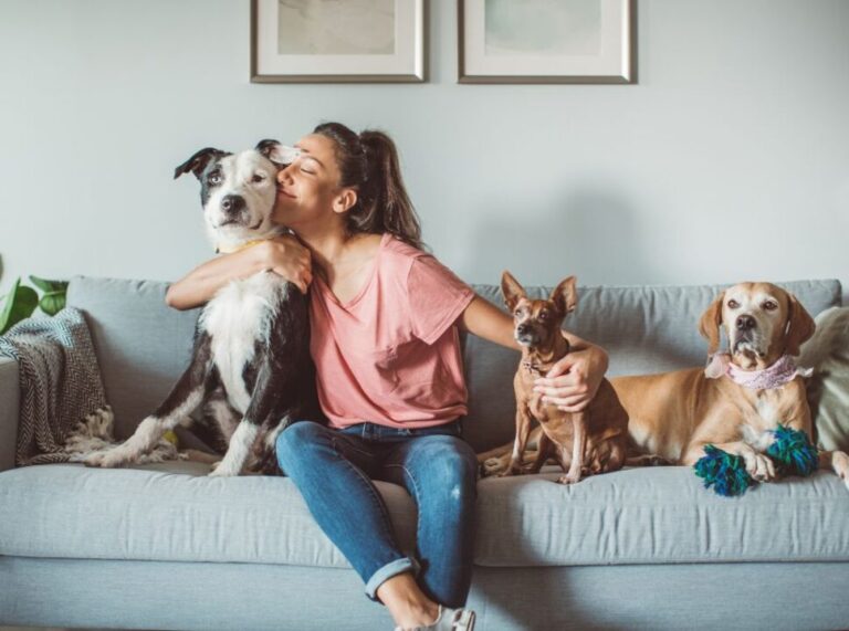 Pet Love realiza leilão de produtos para pets com lances a partir R$ 1.4 mil