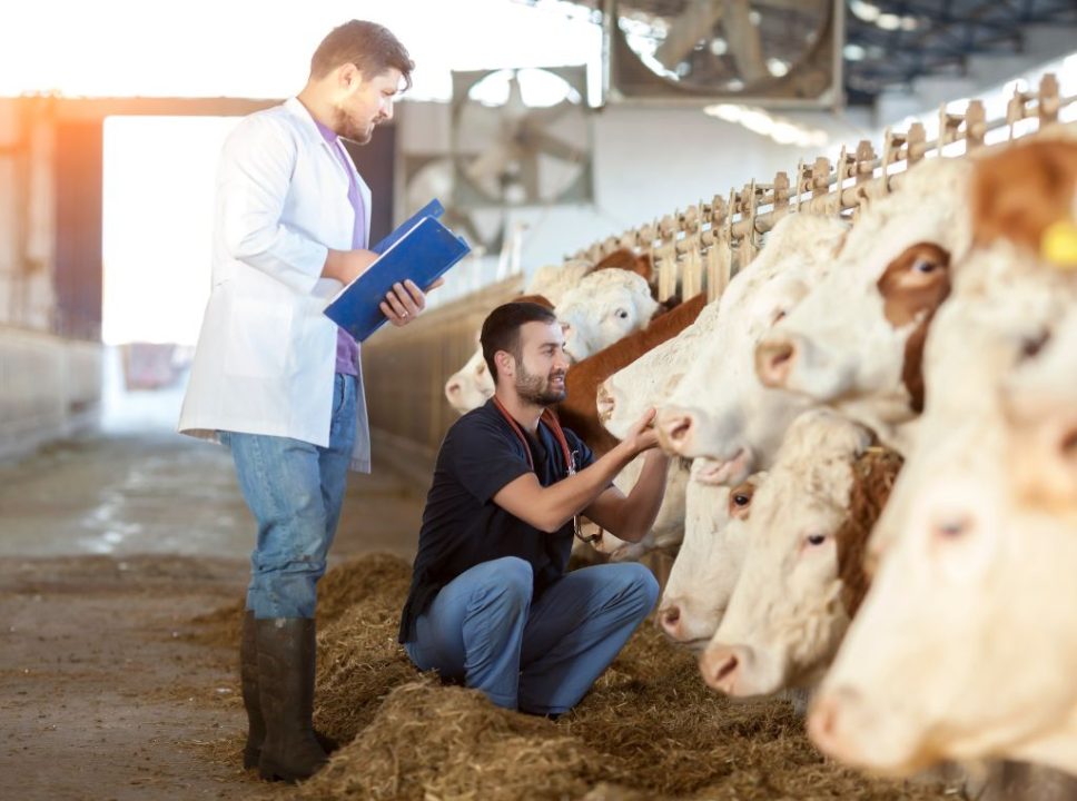 Como a IoT tem revolucionado a produção animal na pecuária
