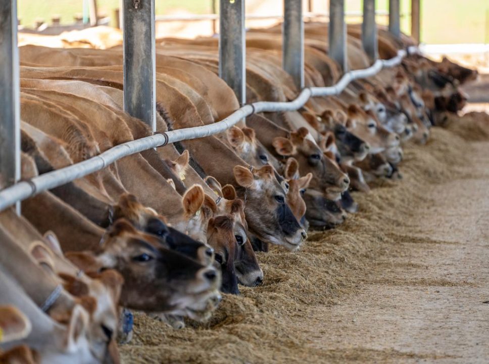 Como a tecnologia tem transformado a produção animal na pecuária: imagem do gado se alimentando na fazenda