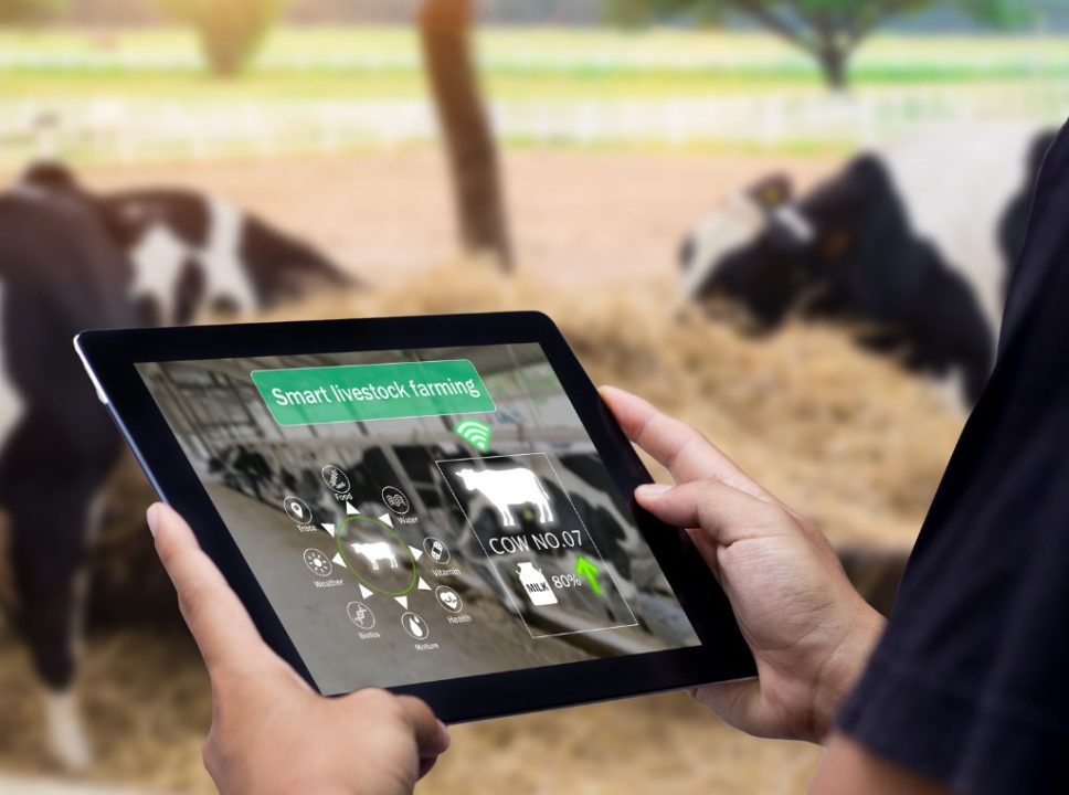 Como a tecnologia tem transformado a produção animal na pecuária: o tablet informa com auxilio da tecnologia, como está as condições atuais do rebanho