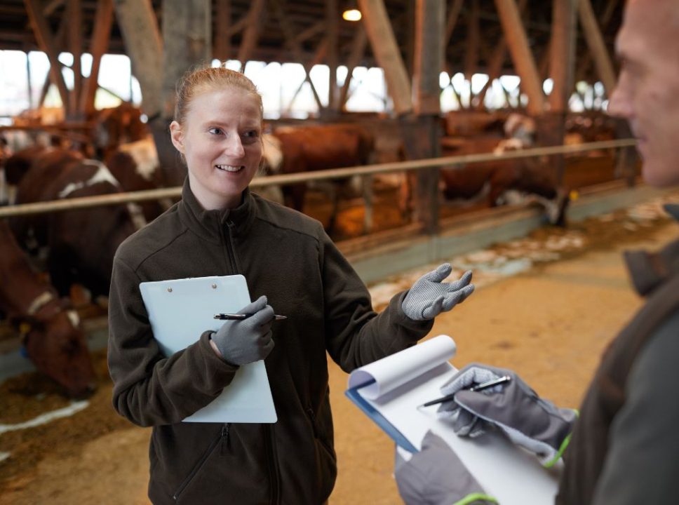 Os benefícios da automação na produção animal: imagem de duas pessoas que trabalham na fazenda, fazendo anotações sobre o gado.