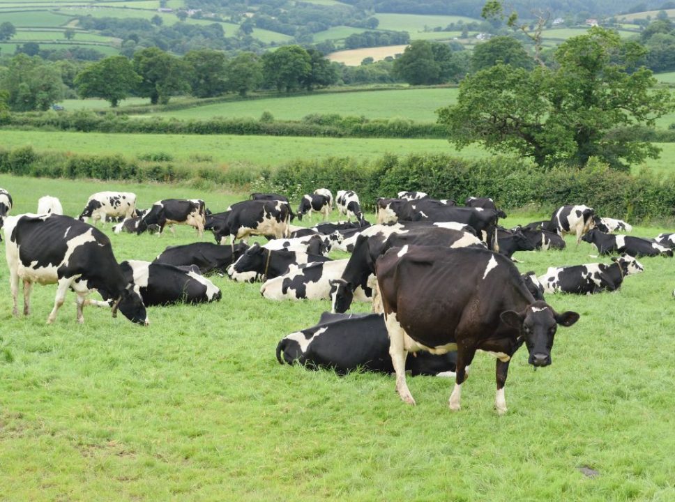 Os benefícios da automação na produção animal: imagem de um rebanho de gado no pasto