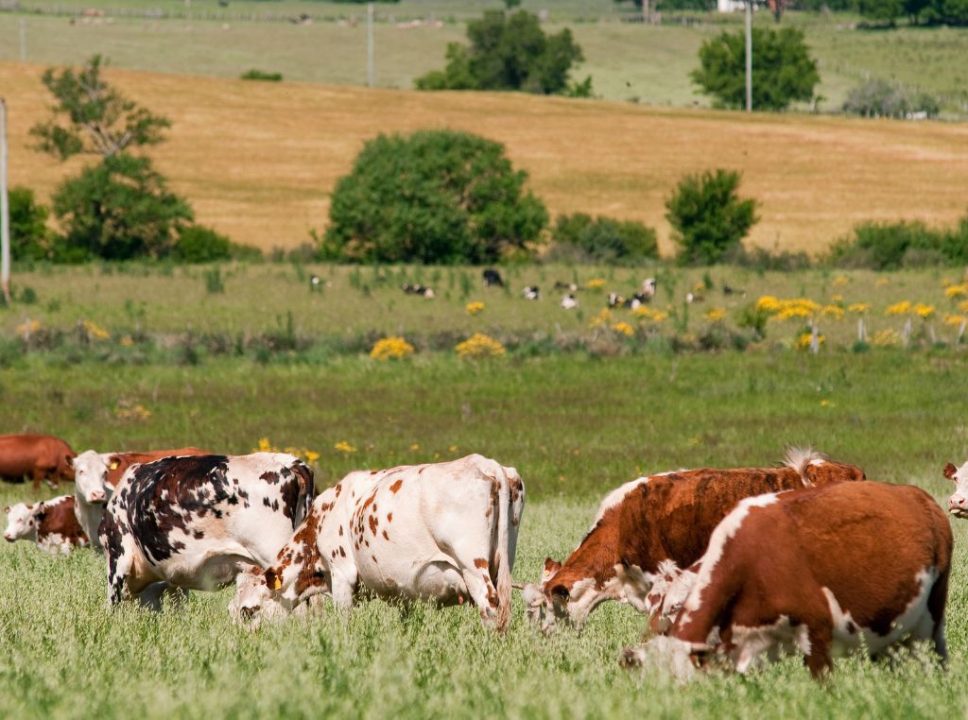 Os benefícios da automação na produção animal: imagem de um rebanho se alimentando no pasto.