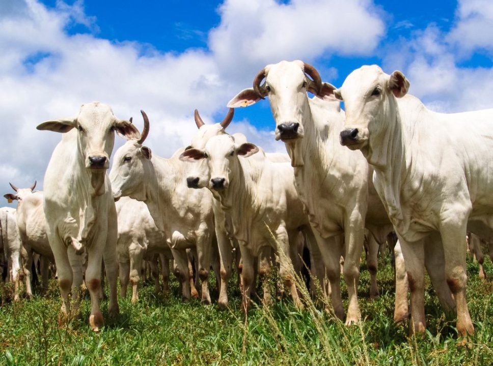 Imagem do gado no pasto, onde existe a maior parte de seu alimento