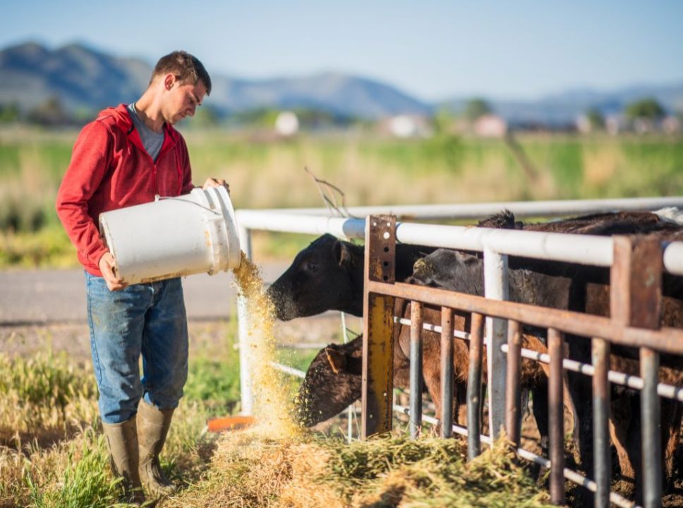A nutrição de precisão na produção animal é extremamente importante para cuidar da saúde do gado