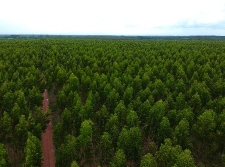Cleiton Brugnorotto: floresta de eucalyptus disponível para leilão.