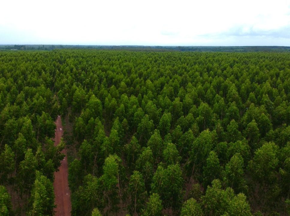 Cleiton Brugnorotto: floresta de eucalyptus disponível para leilão. Confira os valores