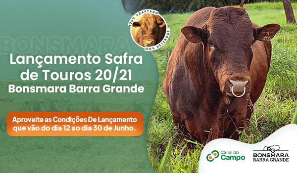 Fazenda Barra Grande faz Lançamento da Safra 2020/2021 de touros Bonsmara 