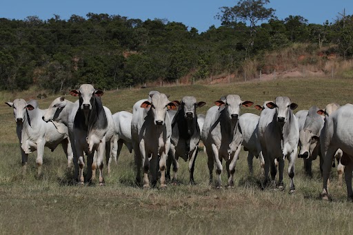 Fazenda Cabaçal realiza Leilão Virtual de Touros – Nova Geração, ofertando animais de alta qualidade para impulsionar o setor pecuário