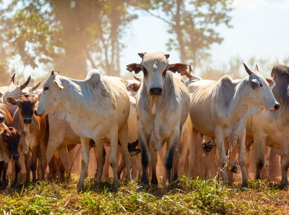 Nelore O gigante do gado brasileiro e seu valor no mercado atual