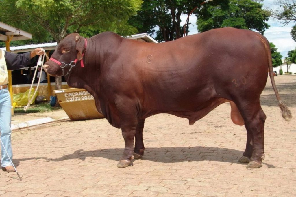 raças de boi mais criadas no brasil: senepol