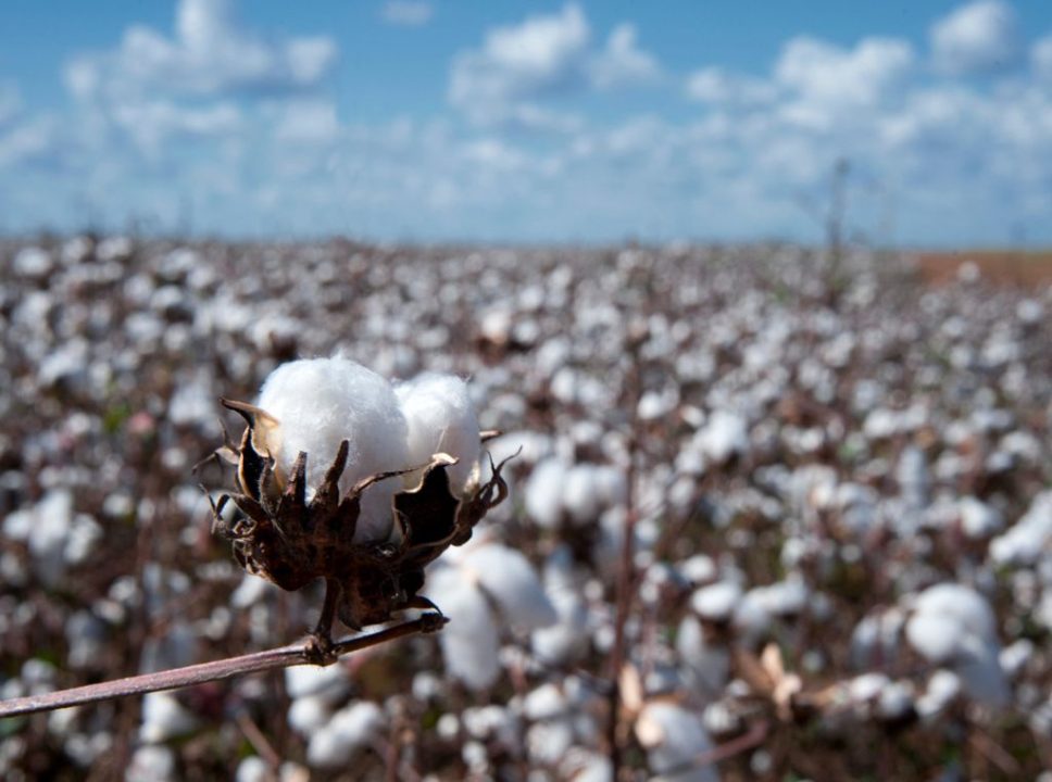 Top 5 maiores produtores de algodão do mundo