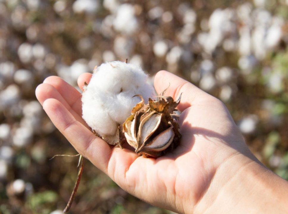 Top 5 maiores produtores de algodão do mundo