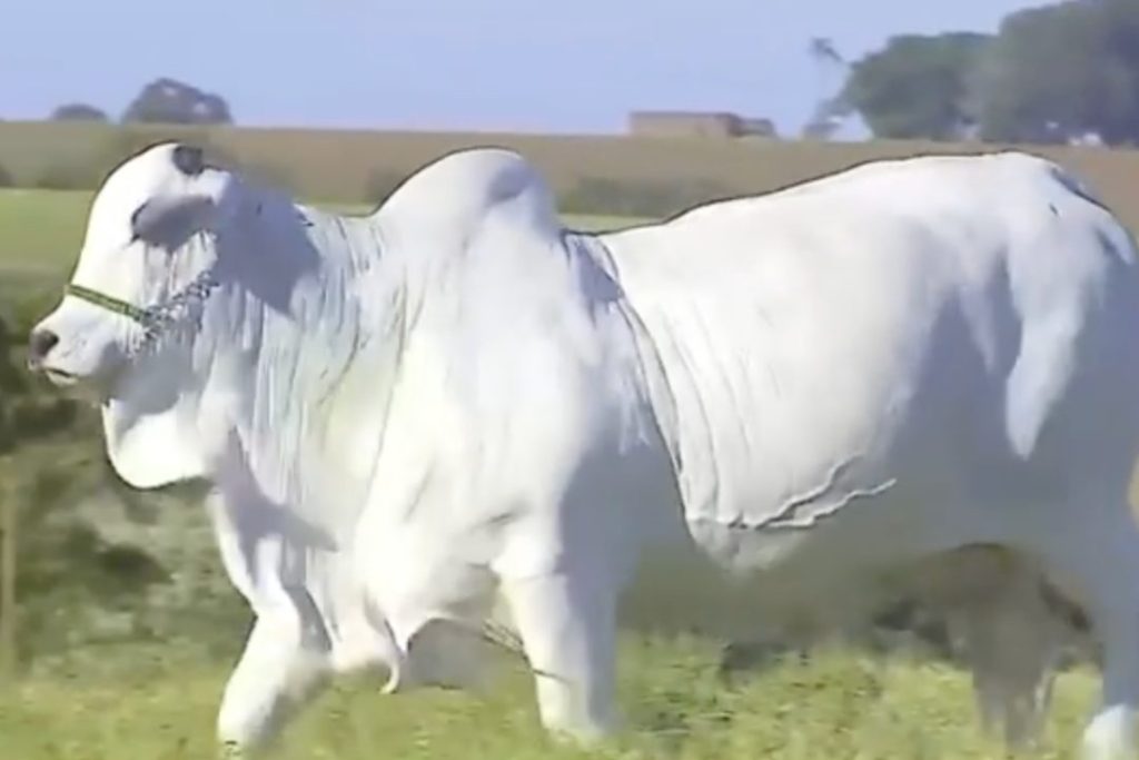 Viatina-19 FIV Mara Móveis Vaca mais cara do Brasil