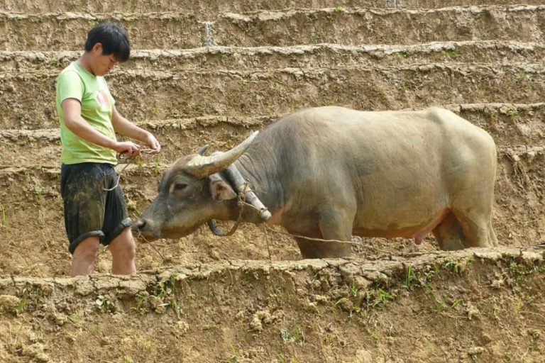 Boi China: Entenda este termo e sua importância para o mercado bovino brasileiro