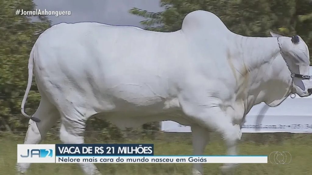 jornal que mostra a vaca mais cara do mundo da raça nelore