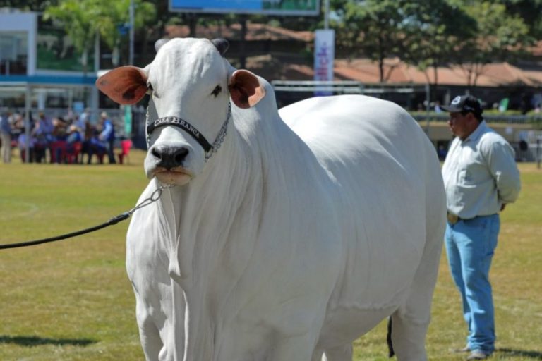 Vaca mais cara do Brasil: Conheça essa verdadeira obra de arte da genética bovina
