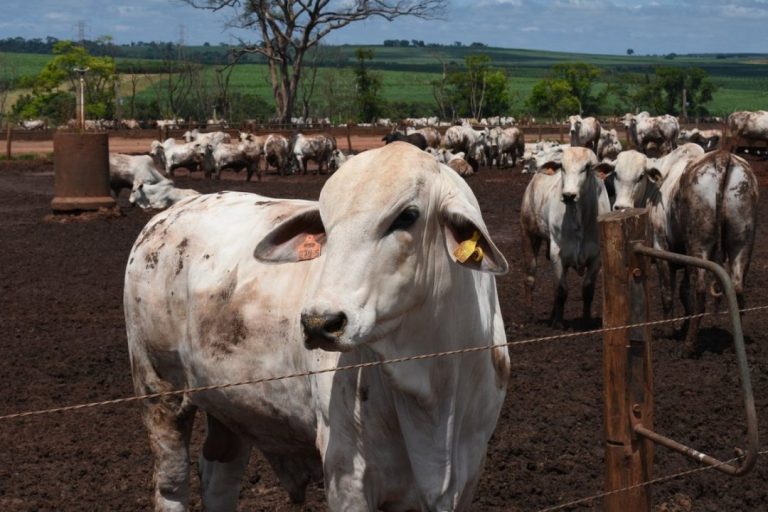 Nelore: O gigante do gado brasileiro e seu valor no mercado atual