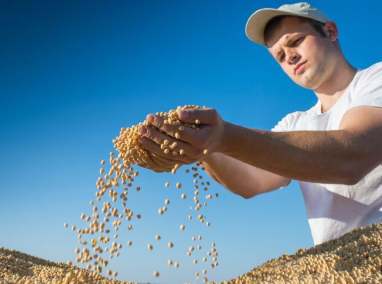8 dicas de nutrição para lavoura de soja
