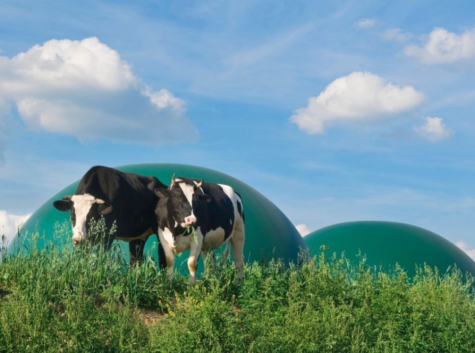 Energia renovável na pecuária: como ela pode ser utilizada na produção animal?