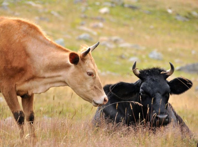 O gado mais lucrativo: Quais fatores considerar ao escolher sua raça de boi?