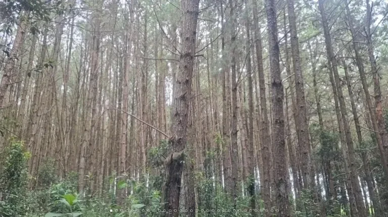Leilão de lote com três florestas de pinus por lances a partir de R$3.500.000