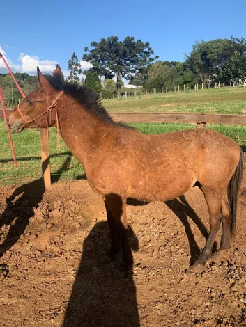 Prefeitura Municipal de Clevelândia – PR realiza leilão de Equinos por lances a partir de R$200