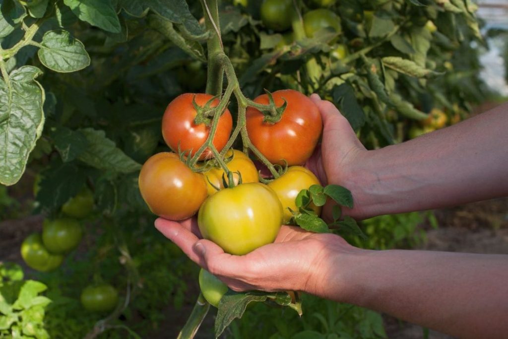plantação de tomates